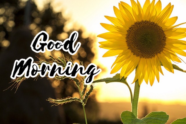 good morning images with sunflowers