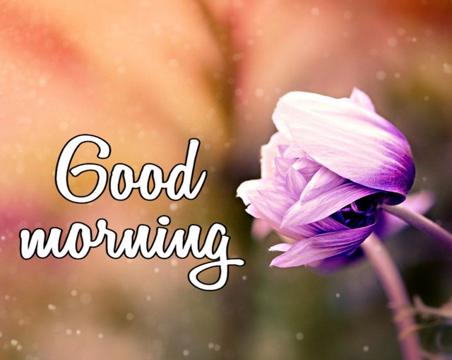 Good morning flower images