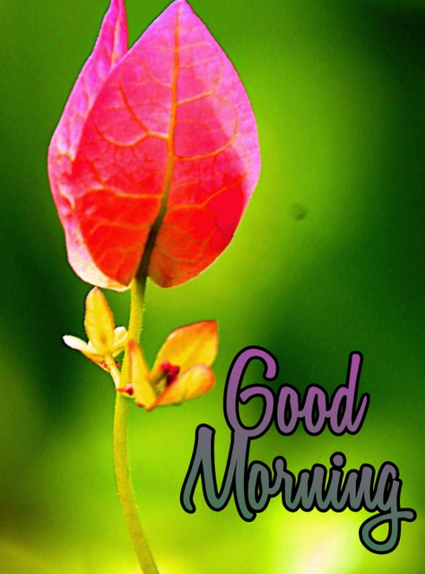 amazing good morning flowers images hd