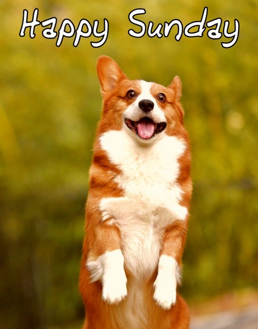 Happy sunday dog funny image
