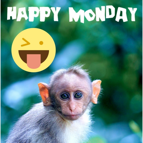 happy monday with funny monkey imaged