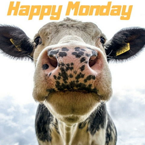 happy monday funny cow image
