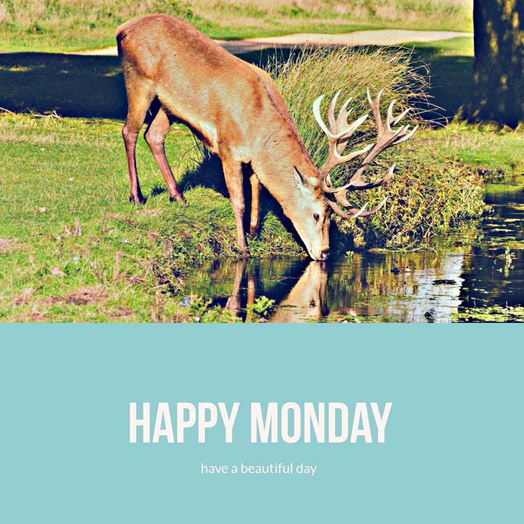 happy monday with animal picture of deer