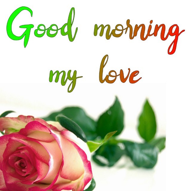 good morning love images for whatsapp with rose 