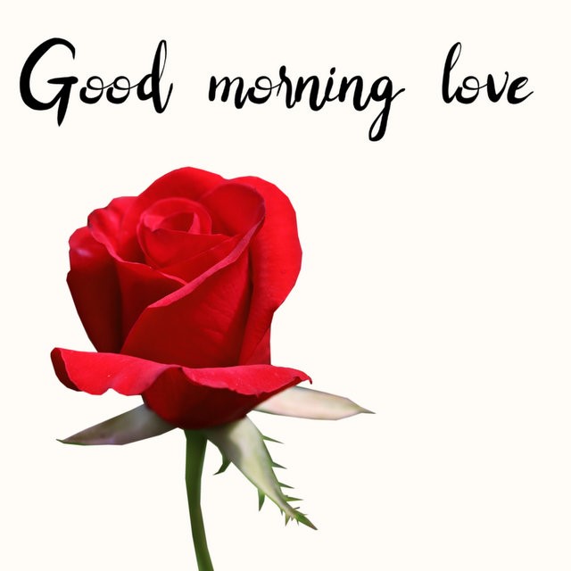 good morning love with rose